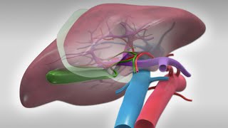 Standard right hepatectomy [upl. by Ynoffit308]