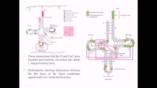 Structure of tRNA [upl. by Adnawad97]