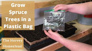 How to Grow Spruce Trees in a Plastic Bag [upl. by Eedia]