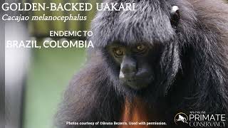 GoldenBacked Uakari [upl. by Apicella479]