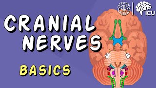 Cranial Nerve BASICS  The 12 cranial nerves and how to REMEMBER them [upl. by Lilithe]