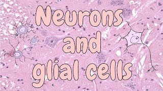 Neurons and glial cells spinal cord  nervous tissue histology [upl. by Anallise]