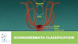 ECHINODERMATA CLASSIFICATION [upl. by Ahsirak]