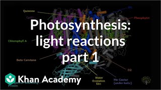 Photosynthesis Light Reactions 1 [upl. by Alli]