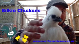 Silkie Chickens  a quick guide [upl. by Nwavahs]