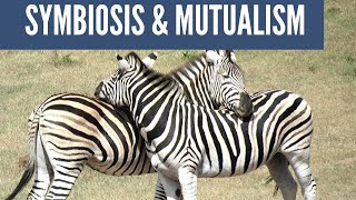 Symbiotic Relationships Mutualism Commensalism Parasitism [upl. by Bobette183]