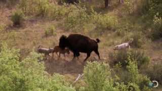 Bison and Her Calf Battle Wolves  North America [upl. by Finbar862]