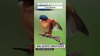 Malachite kingfisher  Corythornis cristatus [upl. by Zeke530]