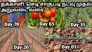 Tomato plants cultivation process from day 01 to day 65 full video  Tamil  Sathish Nursery [upl. by Carbone]