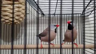 Long tailed finch makes crow sound [upl. by Runstadler]