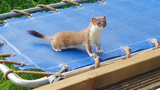 Stoat Kit Goes Wild On Trampoline  Discover Wildlife  Robert E Fuller [upl. by Muncey]