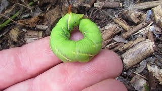 Hawk mothhornworm caterpillar [upl. by Ardnac]