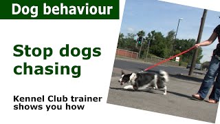 How to stop dogs chasing everything  Expert dog control advice [upl. by Treb]