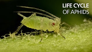 Life cycle of aphids [upl. by Haleak723]