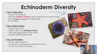 Phylum Echinodermata updated [upl. by Nibla357]