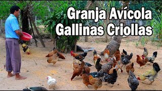 Granja avícola de Gallinas Criollas [upl. by Goldin396]