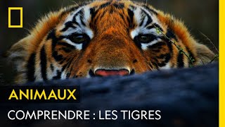 COMPRENDRE  Les tigres [upl. by Artima]