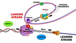 DNA REPLICATION 23  ELONGATION [upl. by Arakat185]