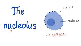 The Nucleolus the small nucleus [upl. by Aleekahs]