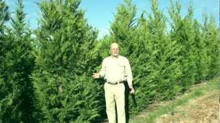 Leyland Cypress Evergreen Trees [upl. by Ytsim]