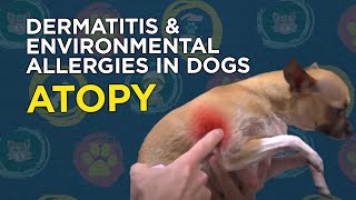 Learn about Dermatitis amp Environmental Allergies in Dogs Atopy [upl. by Kattie]