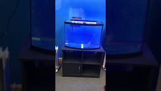 36 gallon Bowfront aquarium fish tank complete set up 200 [upl. by Etnahc]