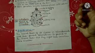 Larval forms of Echinodermata notes  Bsc [upl. by Battat285]