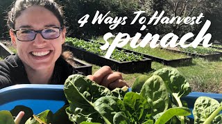 When amp How to Harvest Spinach — 4 WAYS [upl. by Spears]