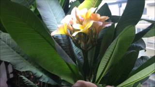 Growing Plumeria indoors [upl. by Leugimesoj]