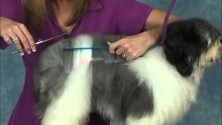 How to Groom a Havanese Jodi Murphy Instructional Series [upl. by Nashner843]