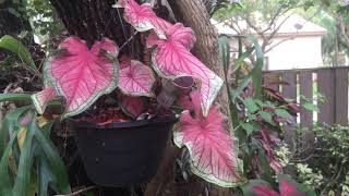 Your Caladium Garden Can Look Like This How To Video [upl. by Aserehs884]