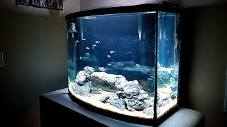 UPDATE 40 Gallon Bowfront Aquarium [upl. by Dian]