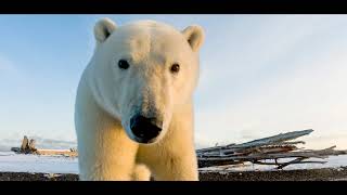 Polar bear Ursus maritimus [upl. by Grati]