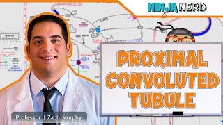 Renal  Proximal Convoluted Tubule [upl. by Licastro818]