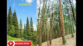 Pinus Morphology and Anatomy [upl. by Nnilsia]