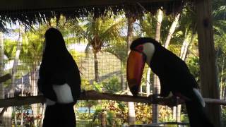 A Toco Toucan Courtship [upl. by Haduhey283]