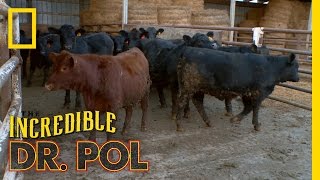 Bloated Bovine Emergency  The Incredible Dr Pol [upl. by Eelynnhoj]