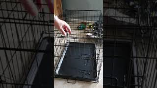 Disassembling a metal dog crate in 1 minute [upl. by Lyrpa]