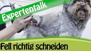 Fellpflege Hundefell Scheren amp Schneiden  Expertentalk [upl. by Wickner]