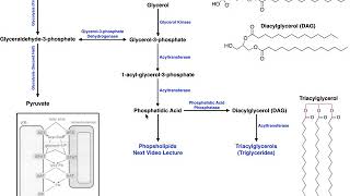 Lipid Biosynthesis  Biosynthesis of Phosphatidic Acid and Triacylglycerols [upl. by Halsey]