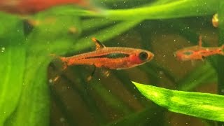 Boraras brigittae Mosquito Rasbora Chili Rasbora [upl. by Eanar]