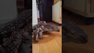 Tegu meets monitor lizard [upl. by Gusba]