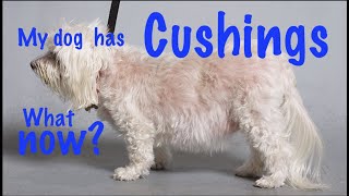 Cushings disease in dogs [upl. by Navlys]