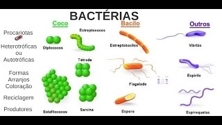 Aula 03 Microbiologia  Bactérias [upl. by Lehacim]