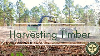 Harvesting Timber on Your Property  What You Need to Know [upl. by Ahsitnauq]