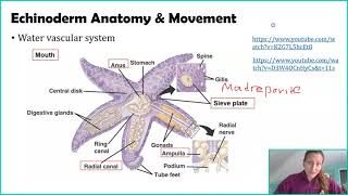 Phylum Echinodermata [upl. by Dorman765]