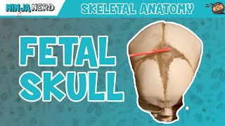 Fetal Skull Fontanelles Anatomy [upl. by Nishi685]