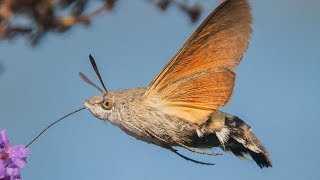 Hummingbird HawkMoth  Animal of the Week [upl. by Stickney269]