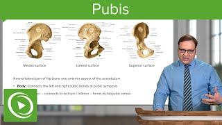 Pubis Superior amp Inferior Pubis – Anatomy  Lecturio [upl. by Edwin]