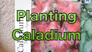 Planting Caladium Bulbs  Lets get a head start [upl. by Puglia]